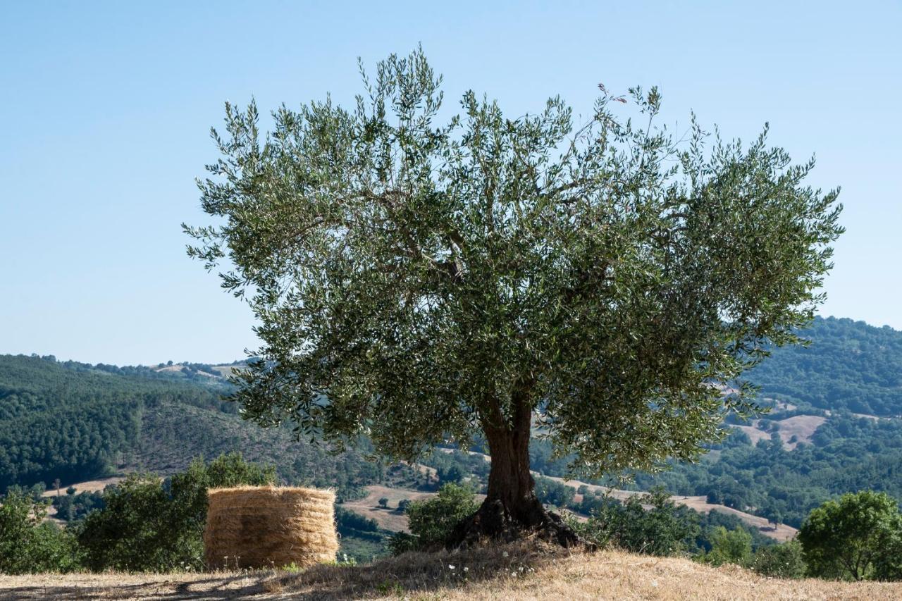Tenuta San Lodovico * Scansano